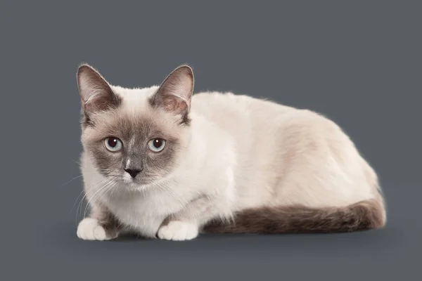 Cat. Young color-point Thai cat on gray background — Stock Photo, Image