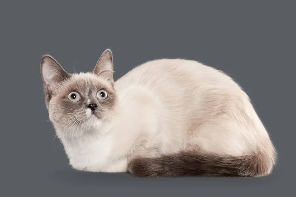 Gato. Jovem gato tailandês de ponto de cor no fundo cinza — Fotografia de Stock