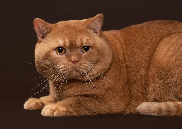 Kot. Czerwony Kocur brytyjski na ciemnym tle brązowy — Zdjęcie stockowe