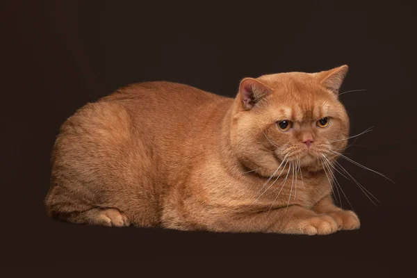 猫。暗い茶色の背景に赤のイギリスのオス猫 — ストック写真