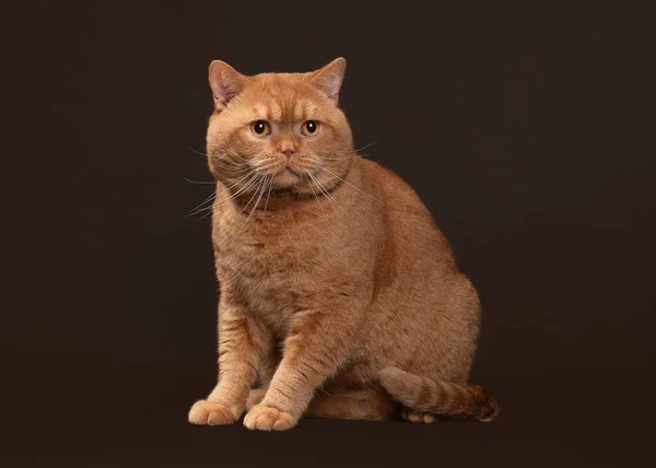 Un chat. Chat mâle britannique rouge sur fond brun foncé — Photo
