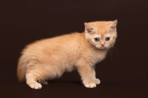 Gatto. Giovane gattino britannico rosso su sfondo marrone scuro — Foto Stock