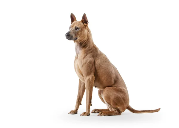 Perro. Joven tailandés Ridgeback perro en blanco backgrond —  Fotos de Stock