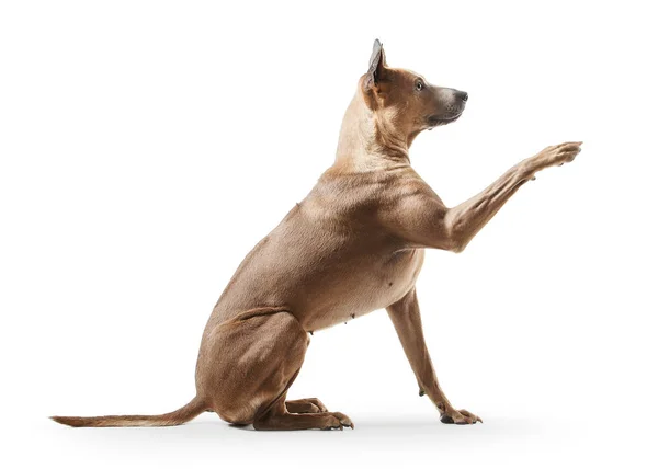 Perro. Joven tailandés Ridgeback perro en blanco backgrond —  Fotos de Stock