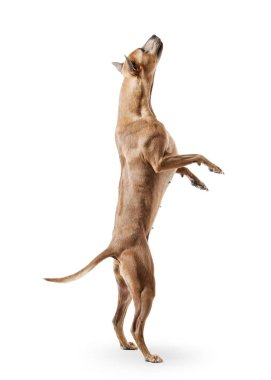 Köpek. Genç Tay Ridgeback köpek üzerinde beyaz backgrond