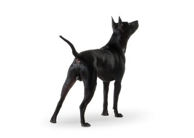 Köpek. Genç Tay Ridgeback köpek üzerinde beyaz backgrond