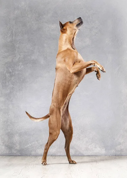 狗。在带纹理的背景上年轻泰国脊背犬狗 — 图库照片