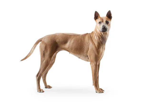 Chien. Jeune chien Thai Ridgeback sur fond blanc — Photo