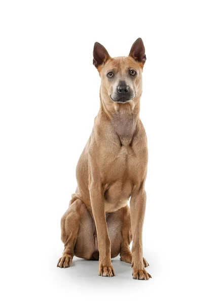 Perro. Joven tailandés Ridgeback perro en blanco backgrond —  Fotos de Stock