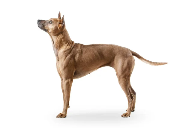 Chien. Jeune chien Thai Ridgeback sur fond blanc — Photo