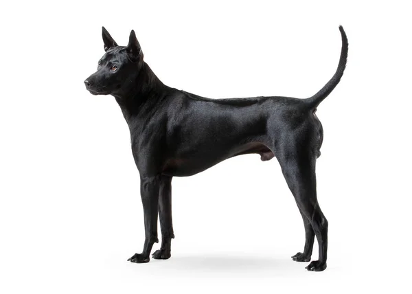 Hond. Thai Ridgeback jonge hond op witte backgrond — Stockfoto