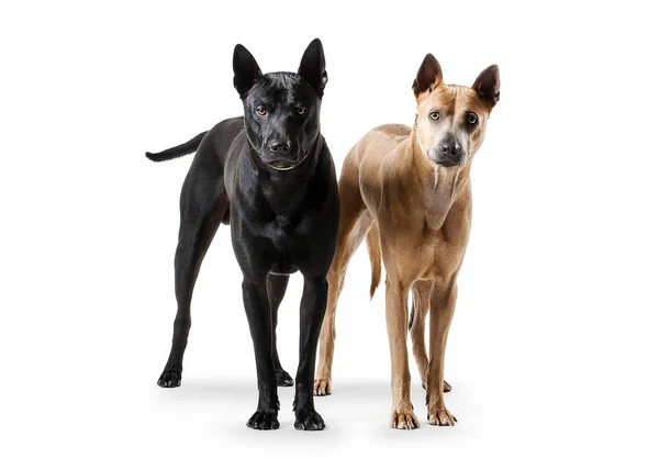 Chiens. Deux jeunes chiens Thai Ridgeback sur fond blanc — Photo