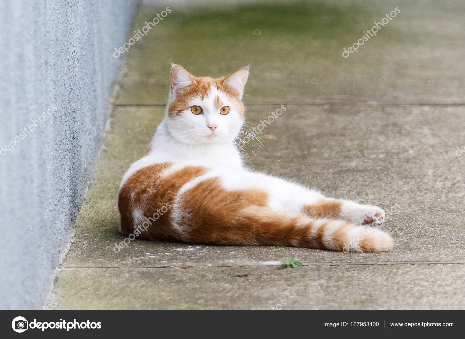 Kedi. Kırmızı ile beyaz yavru kedi açık havada yürüyüş durur. Stok