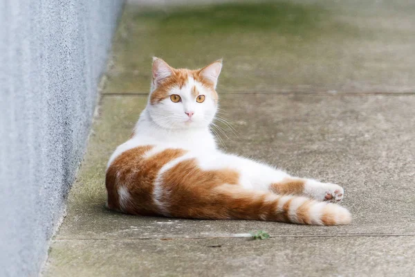 Katze. weißes Kätzchen mit roten Haltestellen im Freien. — Stockfoto