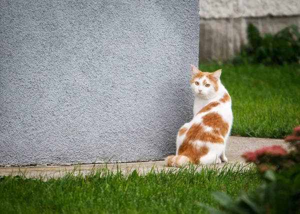 Katze. weißes Kätzchen mit roten Haltestellen im Freien. — Stockfoto