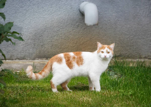 Katze. weißes Kätzchen mit roten Haltestellen im Freien. — Stockfoto