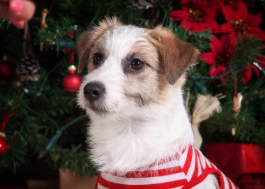 Köpek. Genç jack russell terrier Noel arka plan üzerinde