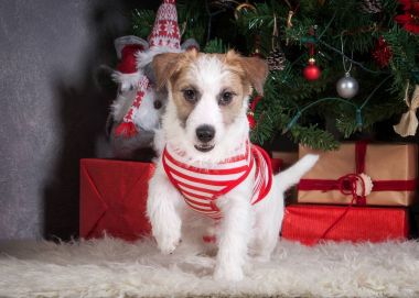 Köpek. Genç jack russell terrier Noel arka plan üzerinde