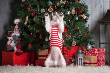 Köpek. Genç jack russell terrier Noel arka plan üzerinde