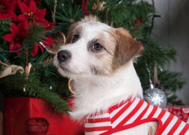 Köpek. Genç jack russell terrier Noel arka plan üzerinde