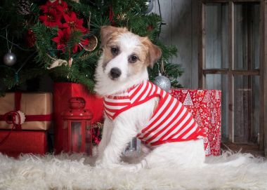 Köpek. Genç jack russell terrier Noel arka plan üzerinde