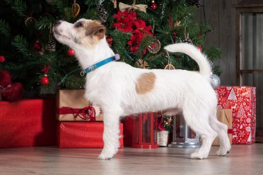 Köpek. Genç jack russell terrier Noel arka plan üzerinde