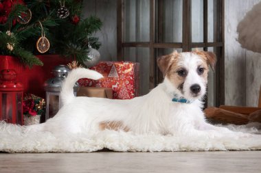 Köpek. Genç jack russell terrier Noel arka plan üzerinde