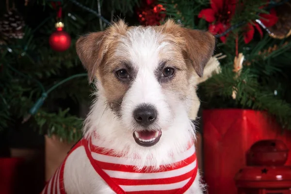 Dog. Young jack russell terrier on Christmas background — Stock Photo, Image