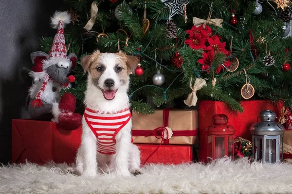 Köpek. Genç jack russell terrier Noel arka plan üzerinde