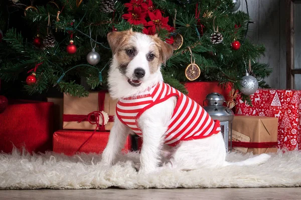 Köpek. Genç jack russell terrier Noel arka plan üzerinde