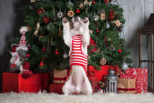 Pes. Mladý jack russell teriér na vánoční pozadí — Stock fotografie