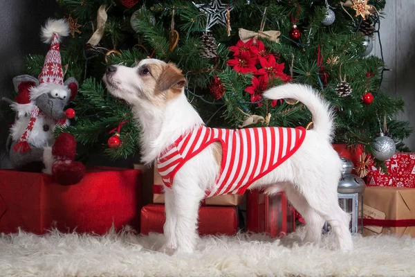Pes. Mladý jack russell teriér na vánoční pozadí — Stock fotografie