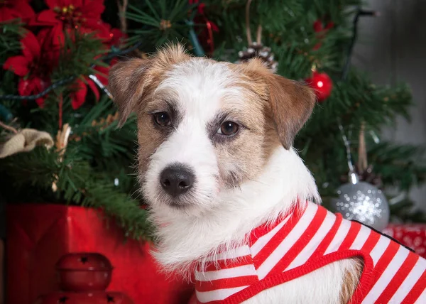 Köpek. Genç jack russell terrier Noel arka plan üzerinde