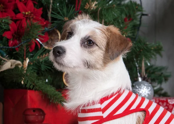 Köpek. Genç jack russell terrier Noel arka plan üzerinde