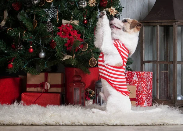 Köpek. Genç jack russell terrier Noel arka plan üzerinde