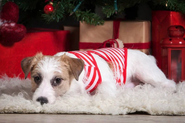 Hund. Ung jack russell terrier på jul bakgrund — Stockfoto