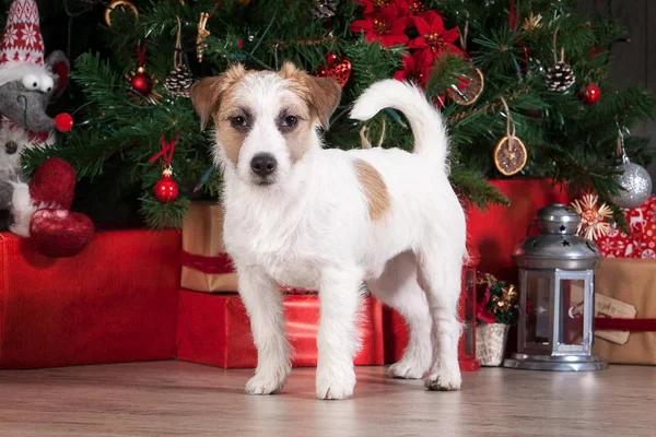 Köpek. Genç jack russell terrier Noel arka plan üzerinde