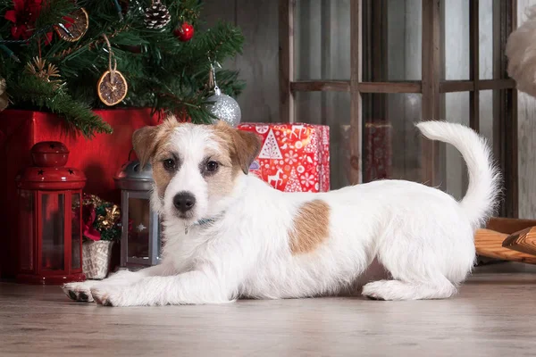 Pes. Mladý jack russell teriér na vánoční pozadí — Stock fotografie