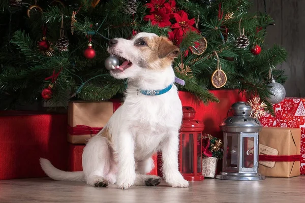 Pes. Mladý jack russell teriér na vánoční pozadí — Stock fotografie