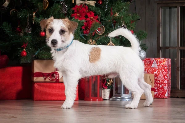 Hund. Ung jack russell terrier på jul bakgrund — Stockfoto