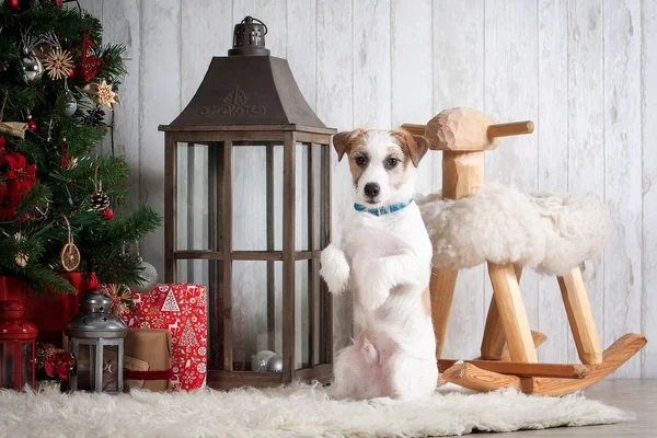 Köpek. Genç jack russell terrier Noel arka plan üzerinde