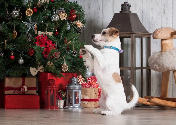 Pes. Mladý jack russell teriér na vánoční pozadí — Stock fotografie