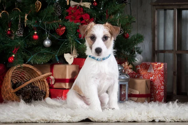 Köpek. Genç jack russell terrier Noel arka plan üzerinde