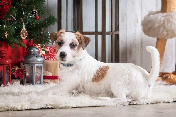 Hund. Ung jack russell terrier på jul bakgrund — Stockfoto