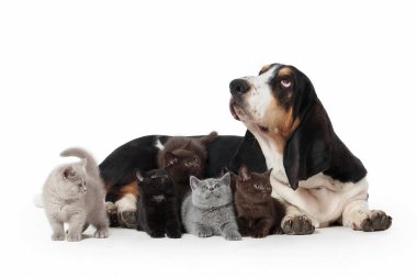 Köpek. Whit üzerinde birkaç küçük İngiliz yavru kedi köpekle Basset hound