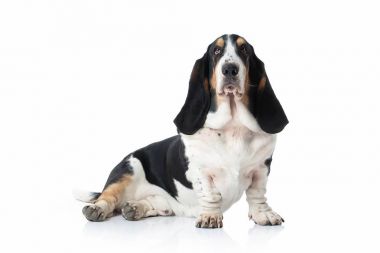 Köpek. Basset av köpeği beyaz arka plan üzerinde