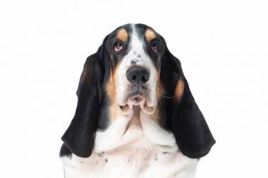 Köpek. Basset av köpeği beyaz arka plan üzerinde