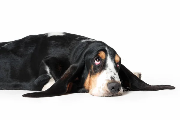 Hund. Basset Hund auf weißem Hintergrund — Stockfoto
