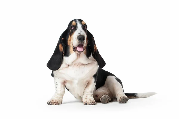 Hond. Basset hound dog op witte achtergrond — Stockfoto