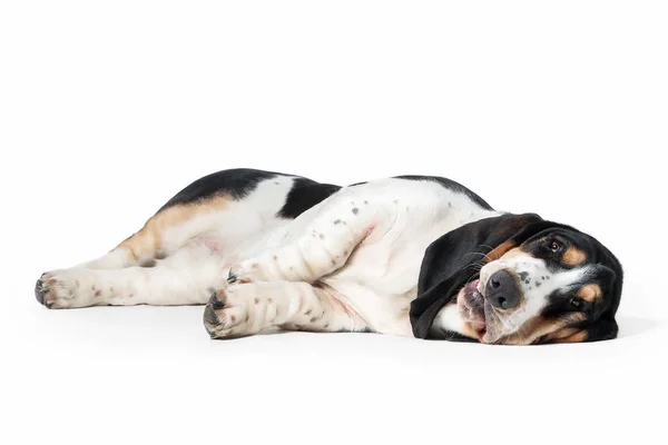 Dog. Basset hound dog on white background — Stock Photo, Image